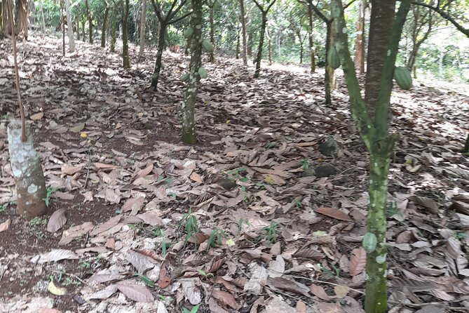 1 Day cocoa farm tour - Key highlights at a glance
