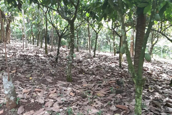 1 Day cocoa farm tour - Meals and snacks: the small inclusion that keeps the day enjoyable