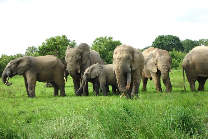 15-Day Ghana Wildlife Private Tour - Key highlights I’d circle before you book