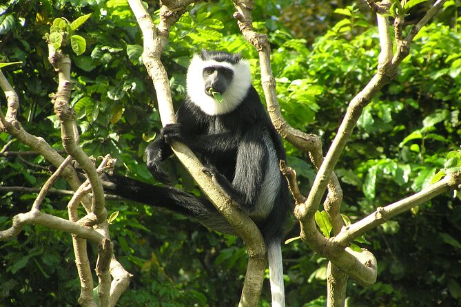 15-Day Ghana Wildlife Private Tour - Why this Ghana mammal tour feels different from a checklist trip