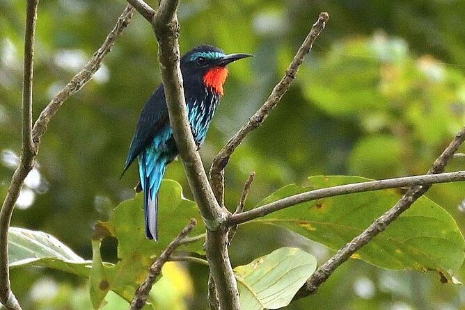 15-Day Ghana Wildlife Private Tour - Brenu Akyinim and Ankasa: a coastal break, then remote rainforest camp access