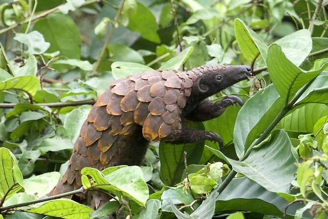 15-Day Ghana Wildlife Private Tour - Ashanti Region community forests: pangolin effort with locals who protect habitat