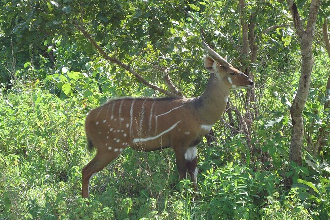 15-Day Ghana Wildlife Private Tour - Mole National Park: savanna elephants, then spotlighting for the smaller stuff