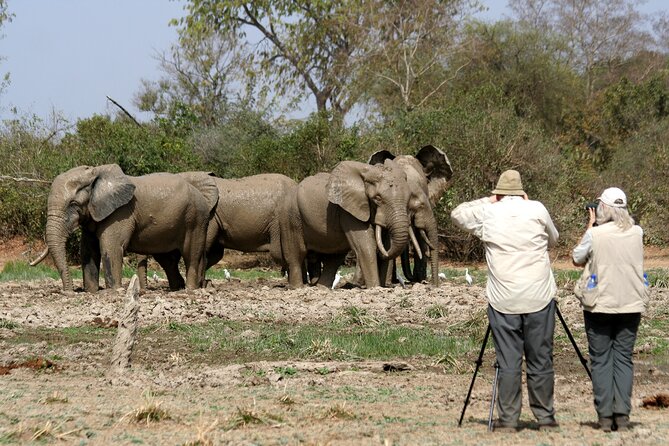 15-Day Ghana Wildlife Private Tour - Practical tips for managing expectations on bats, pangolins, and rainforest mammals