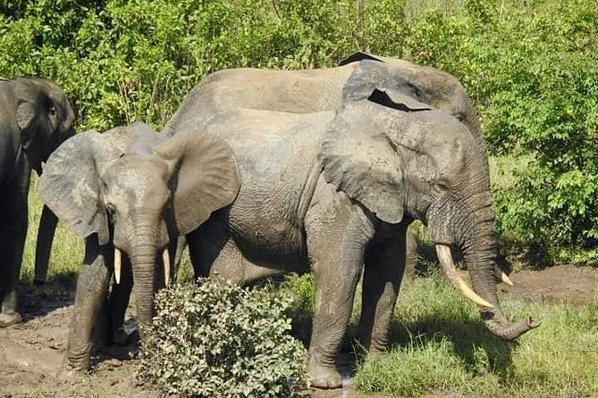 2 Days (1 night) Elephants Safari at Mole Park with Round - trip flights - Key highlights at Mole, Tamale, and Larabanga