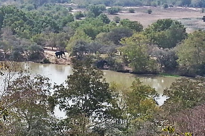 2 Days (1 night) Elephants Safari at Mole Park with Round - trip flights - Why Mole National Park puts you close to elephants