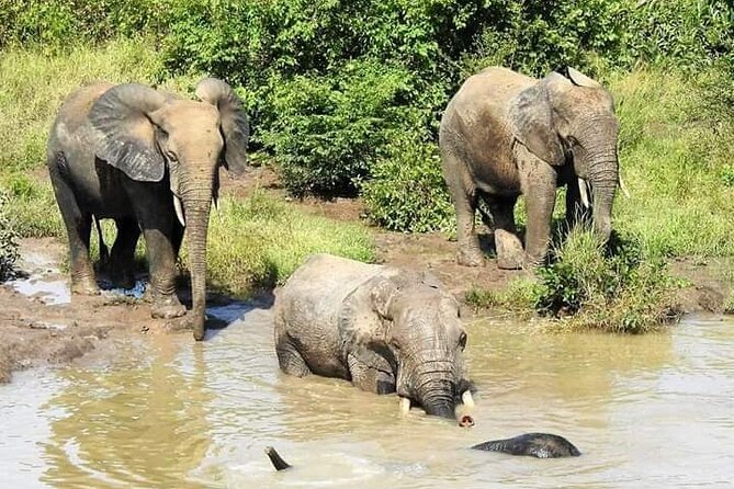 2 Days (1 night) Elephants Safari at Mole Park with Round - trip flights - Day 2: A morning walking safari, then Larabanga ancient mosque and back to Accra