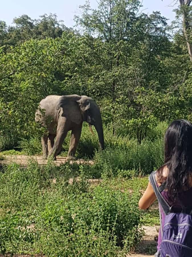 3 Days Elephant Safari at Mole Park with round trip flights - Domestic flights, Tamale transfers, and how the timing really works