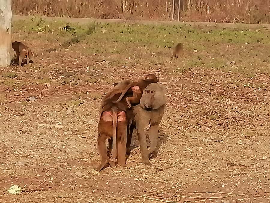 3 Days Elephant Safari at Mole Park with round trip flights - Price and value for a 3-day wildlife plus culture package