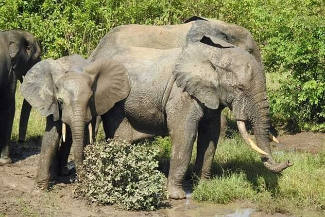 3 Days Elephants Safari at Mole Park with Round - trip flights - Mole National Park and why this 3 days works