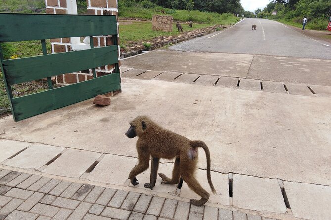 3 Days Elephants Safari at Mole Park with Round - trip flights - Day 2: Walking safari, eco canoe, birding, and shea butter making