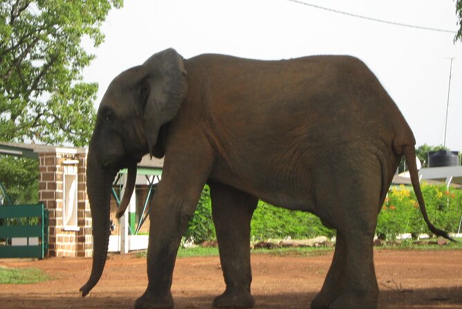3 Days Elephants Safari at Mole Park with Round - trip flights - Culture stops that actually help you understand northern Ghana