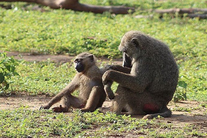 3 Days Sunrise Elephant Safari-Mole Park with -Round Trip Flight - Day 1 in Tamale, then your first Mole sunset Jeep safari