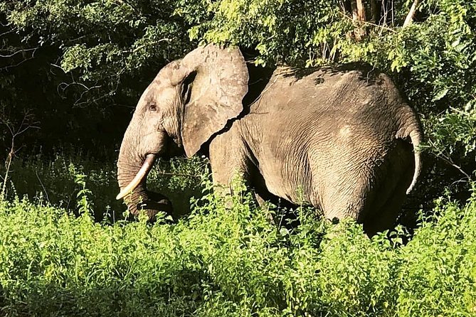 3 Days Sunrise Elephant Safari-Mole Park with -Round Trip Flight - Wildlife odds: how the different safari styles work together