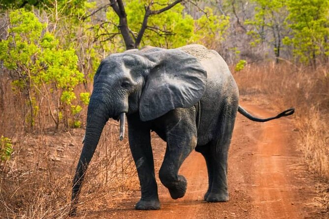 3 Days Sunrise Elephant Safari-Mole Park with -Round Trip Flight - Conservation and community visits, what to watch for