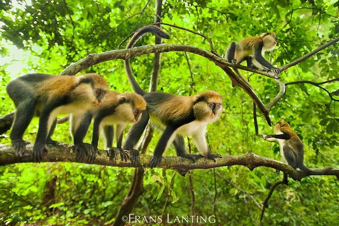 4 Days Cultural and Village Stay Experience - Why Boabeng-Fiema Feels Like a Living Lesson, Not a Zoo Tour