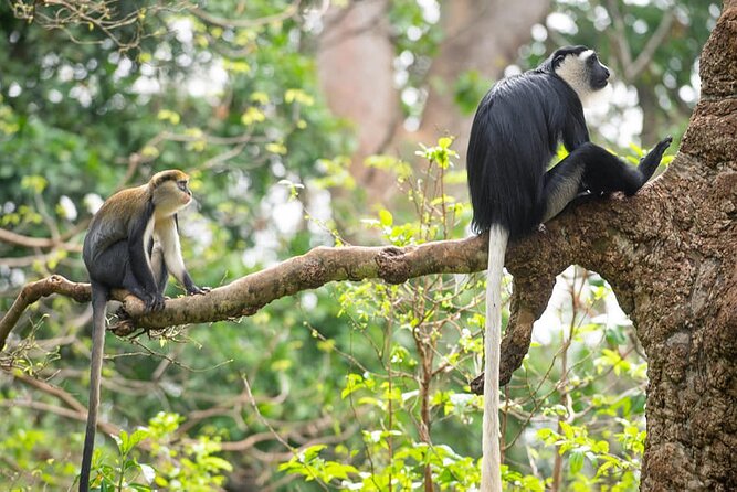 4 Days Cultural and Village Stay Experience - Day 2 at Boabeng-Fiema: How Monkeys, Humans, and Ritual Roles Connect