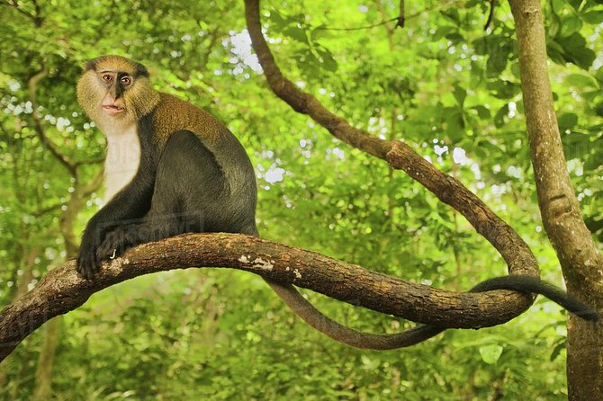 4 Days Cultural and Village Stay Experience - Day 1 in Kumasi: Ashanti Palaces, Then Boabeng-Fiema Monkeys