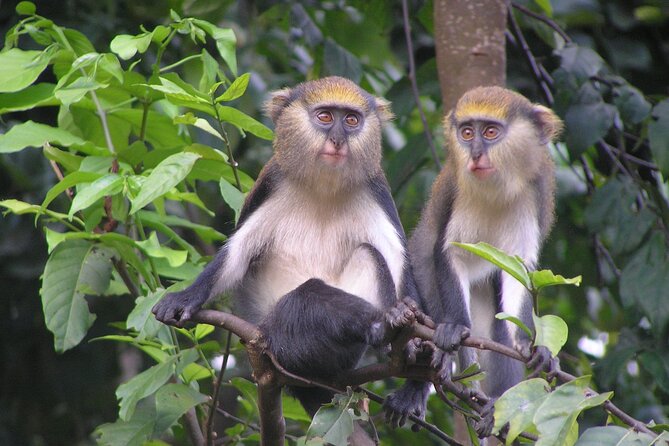 9 Day Ghana Wildlife and Culture Tour - Day 5: Kintampo Falls, Boabeng-Fiema monkeys, and a cultural arrival in Kumasi