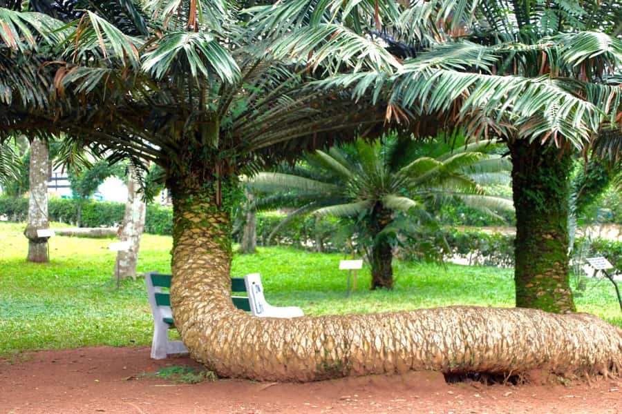 Accra Aburi Eco & Cocoa Experience: Gardens Waterfall &Lunch - Getting Out of Accra, Without Losing the Day