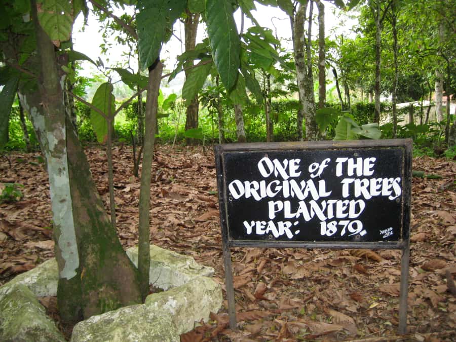 Accra Aburi Eco & Cocoa Experience: Gardens Waterfall &Lunch - Lunch Break and Timing: How to Make the 7 Hours Feel Like a Full Day