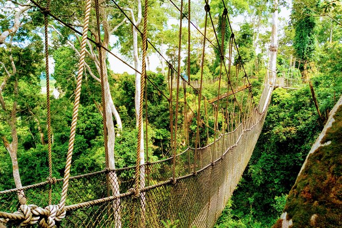 Accra and Cape Coast Escape - Kakum National Park Canopy Walk: nature plus real time in the forest