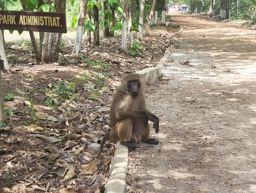 Accra: Half day private safari with pick up - What makes this safari feel different from a classic big-game trip