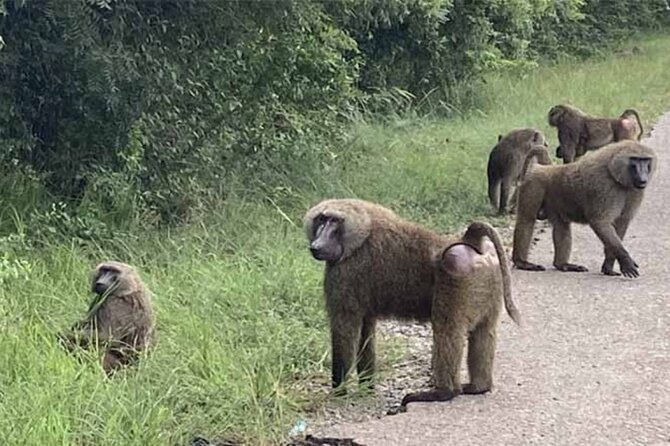 Accra Safari at Shai Hills and Boat Cruise + Cedis Beads - Afrikiko River Front Resort: Lunch, Countryside Views, and Time on Lake Volta