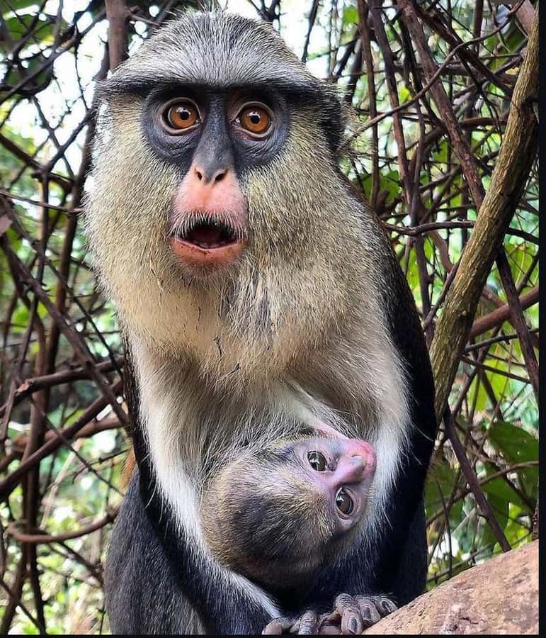 Accra: Tafi Kente Village, Monkey Sanctuary &Wli Waterfalls - Wli Waterfalls: a canopy forest walk, then mist at the base