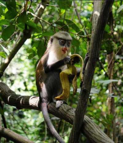 Tafi Kente Village, Monkey Sanctuary &Wli Waterfalls
