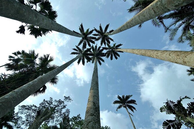 Boti Falls, Umbrella Rock, Aburi Gardens & Cocoa Farm Day Tour - A fast way to see eastern Ghana’s nature and cocoa culture