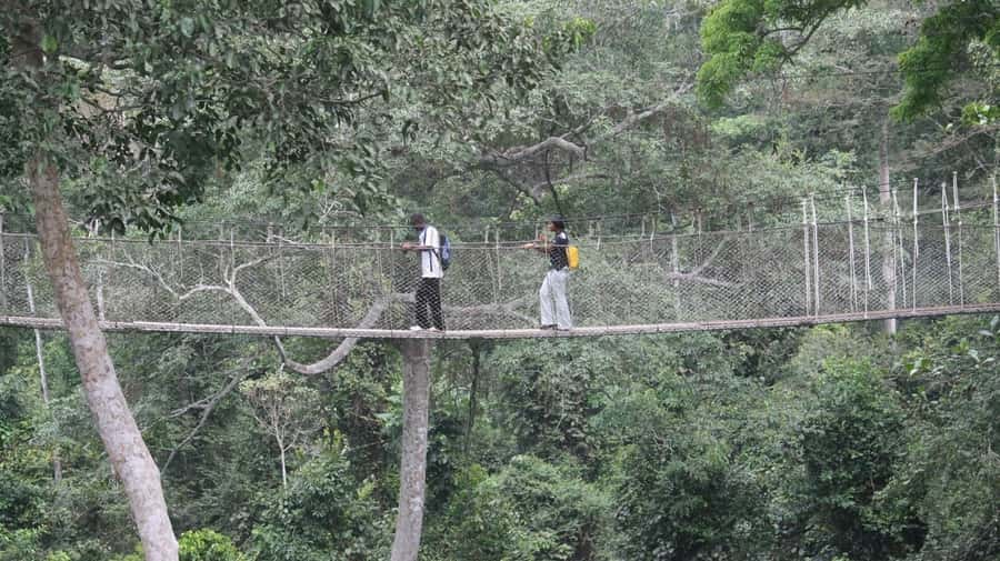 Cape Coast: Kakum National Park, Castles, & Hans Cottage - Hans Cottage and Crocodiles, Why This Stop Works Between Forest and Forts