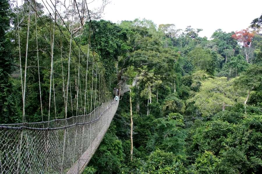 Cape Coast: Kakum National Park, Castles, & Hans Cottage - Kakum National Park’s Suspended Walkway, Birds and Butterflies, and the Real Physicality