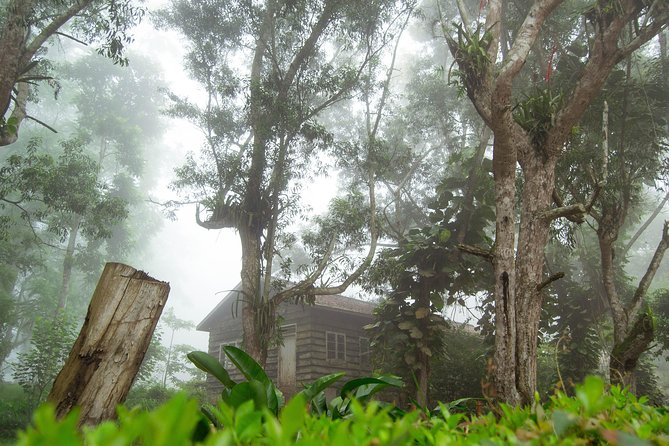 Escape Accra City to Aburi Gardens and Tetteh Quarshie Cocoa Farms - Stop 2: Tetteh Quarshie Cocoa Farm, where you connect cocoa to the tree