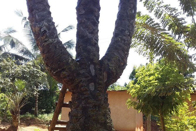 Experience Aburi Botanical Gardens And Boti Water Falls In A Day. - Guides, questions, and why “private” changes the vibe