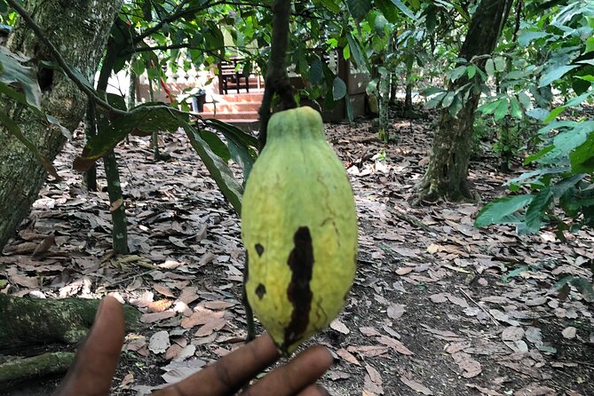 Experience Boti Waterfalls, Aburi Botanical Gardens & Tetteh Quarshie Cocoa Farm - Stop 2: Tetteh Quarshie Memorial Hospital Site, Cocoa Farming Lessons, and Tasting