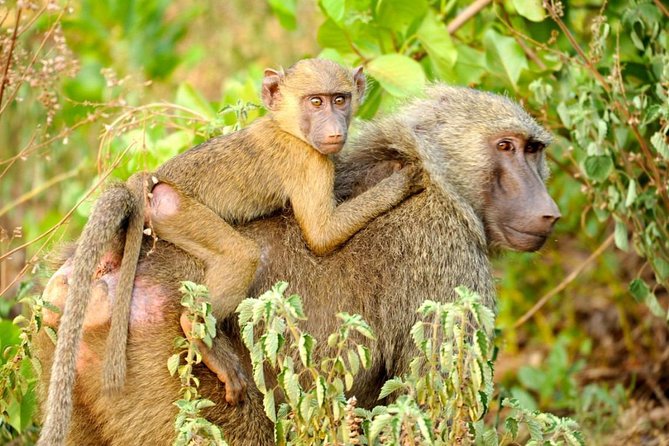 Experience Northern Ghana In 10-Days - Key Highlights You’ll Care About