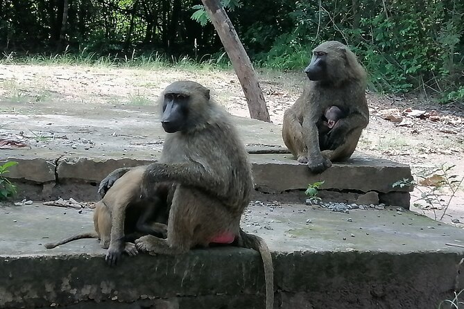 Full-Day Accra Safari and Boat Cruise Private Tour - How the Tour Actually Feels: Private Group, Flexible Steps, Real Care