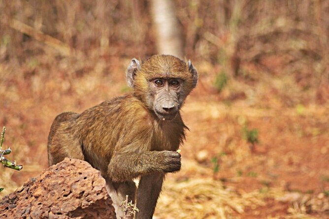 Full-Day Accra Safari and Boat Cruise Private Tour - Who Should Book This Tour, and Who Might Want to Rethink It