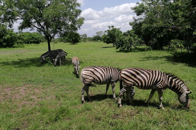 Full-Day Accra Safari and Boat Cruise Private Tour - Getting Picked Up in Accra and Staying on Schedule Without Stress