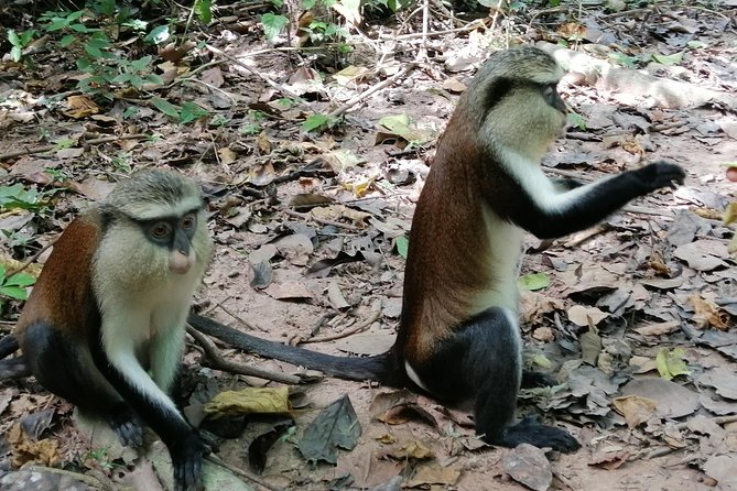 Full-Day Wli water Falls and Monkey Sanctuary Private Tour - Crossing to Tafi Atome Monkey Sanctuary, Bananas and Village Life