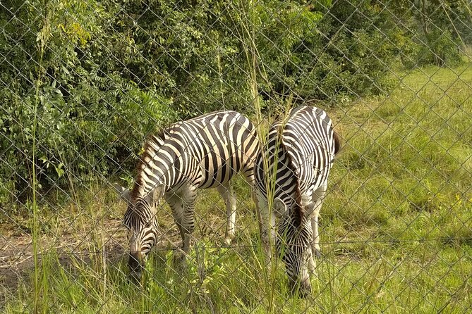 Half-day Accra Safari Tour - Time in the Reserve: How Long Is Long Enough?
