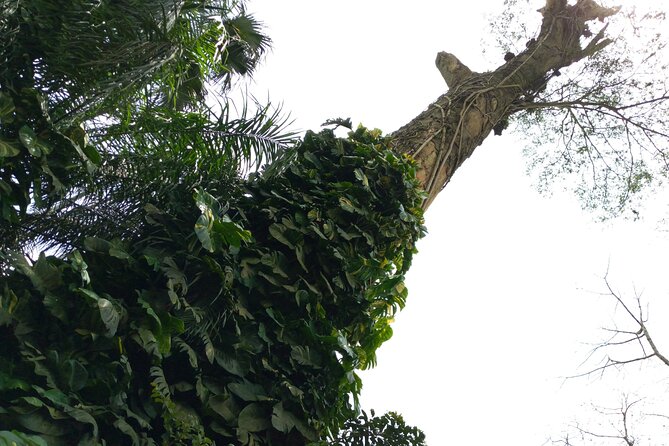Nature Thrills - Tetteh Quarshie Cocoa Farm: Ghana’s cocoa story in real steps