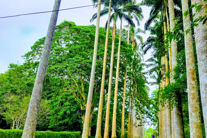 Nature Thrills - Aburi Botanical Gardens: plants, people, and why it matters