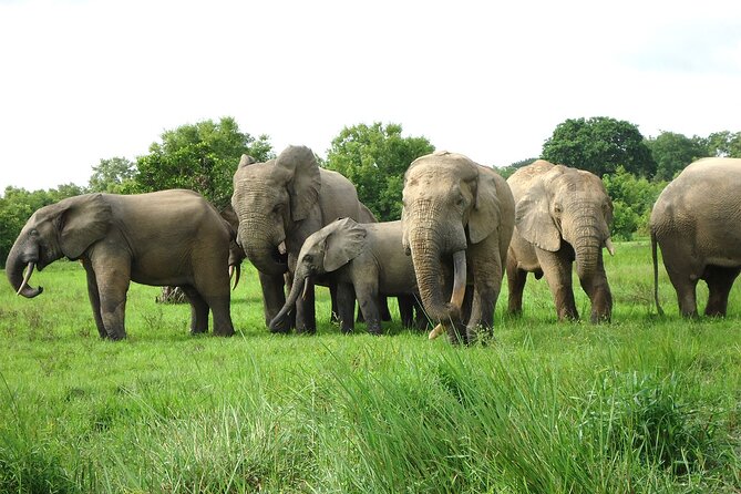 Private Multi-Day Ghana Tour about Culture History and Wildlife - 7 Days - Accra in One Tight Arc: Museum, James Town, Independence Square, Teshie