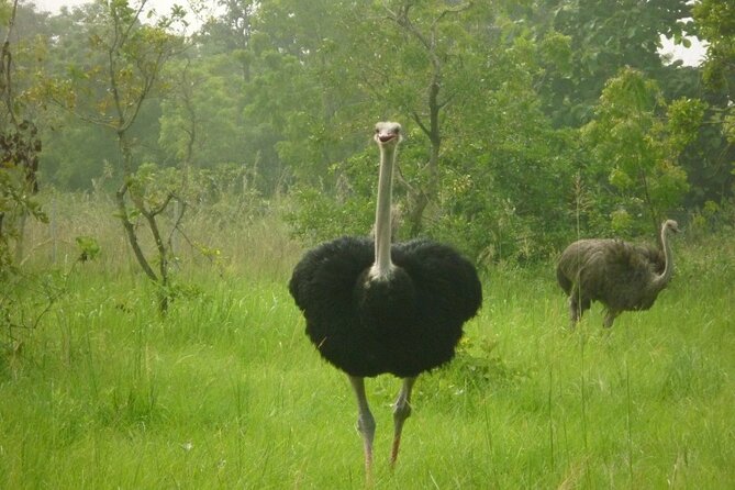 Shai Hills Half Day Accra Safari, Hike & see Animals - Getting picked up from Kotoka Airport, and where it ends