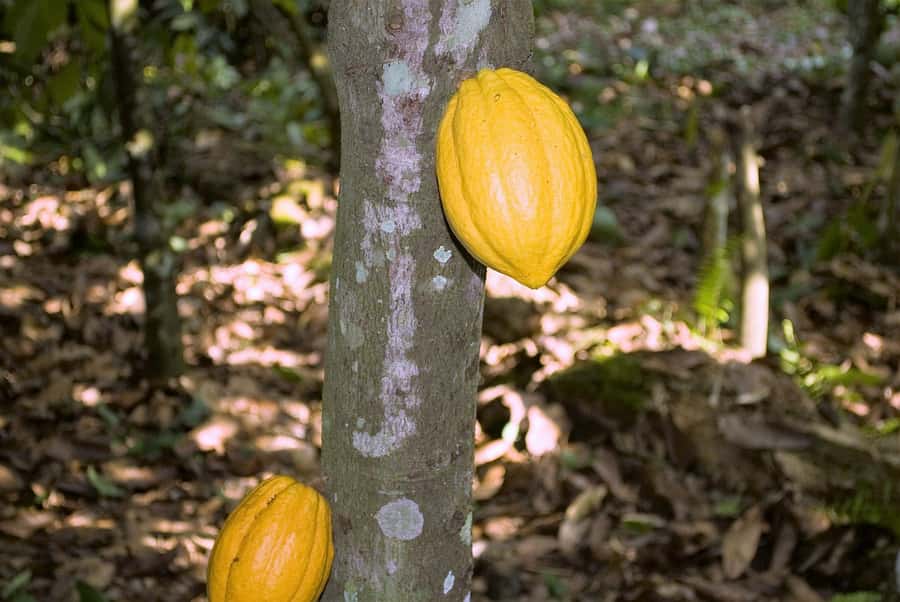 Visit Aburi Garden, Tetteh Quarshie Cocoa Farm & Waterfall - Aburi Botanical Gardens and the craft village: a calm walk with real viewpoints