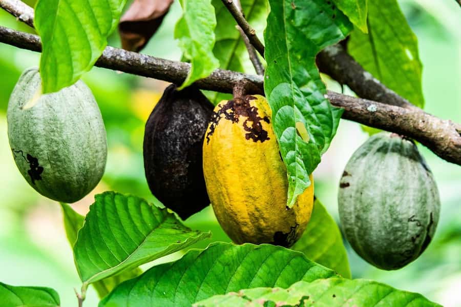 Visit Aburi Garden, Tetteh Quarshie Cocoa Farm & Waterfall - Morning pickup from Accra, then straight to Aburi Hills